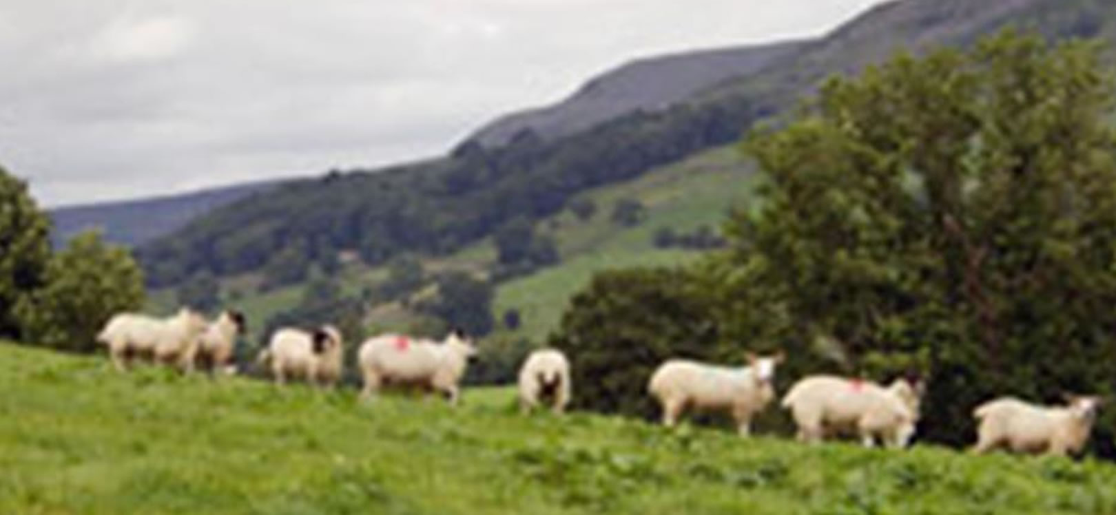 Castle Bank Butchers Stanhope