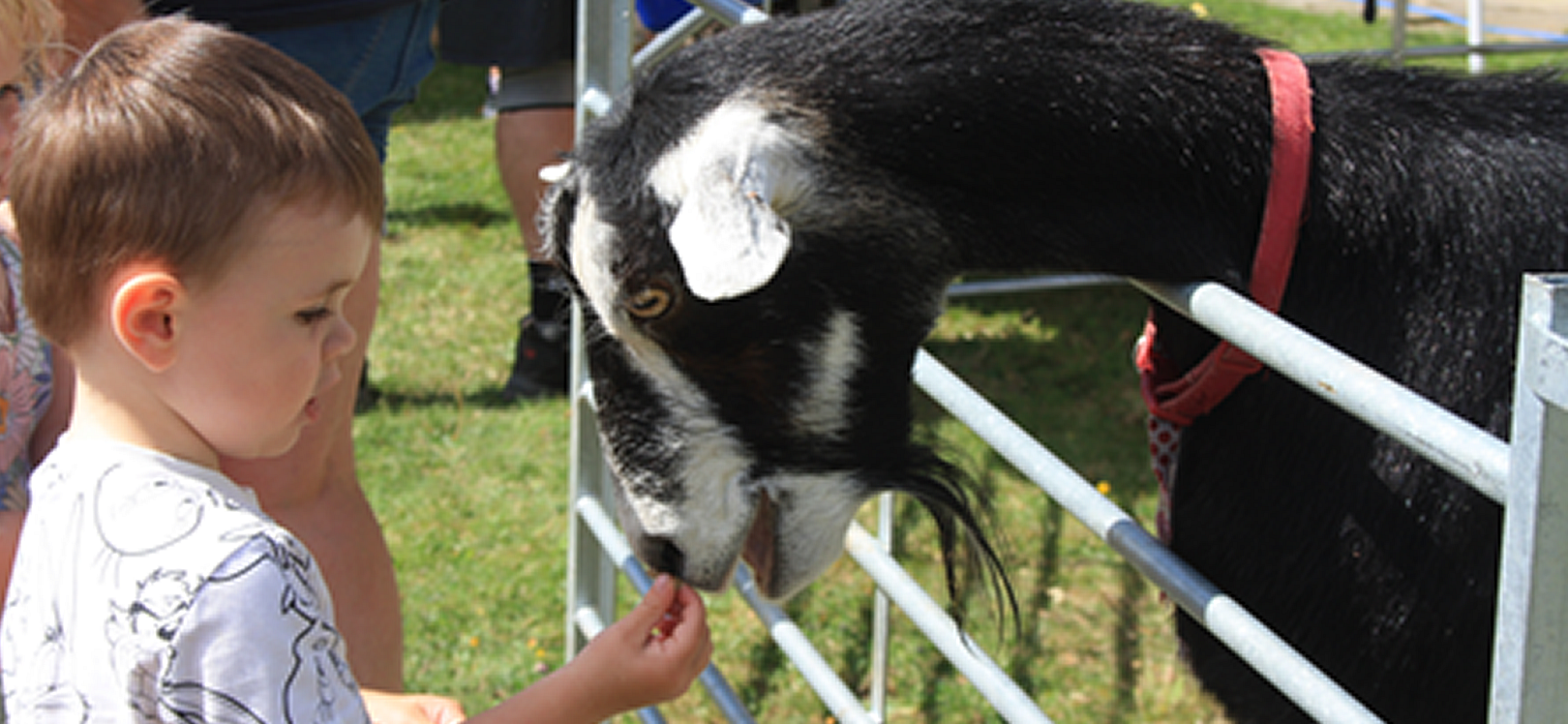 Child feeding a goat