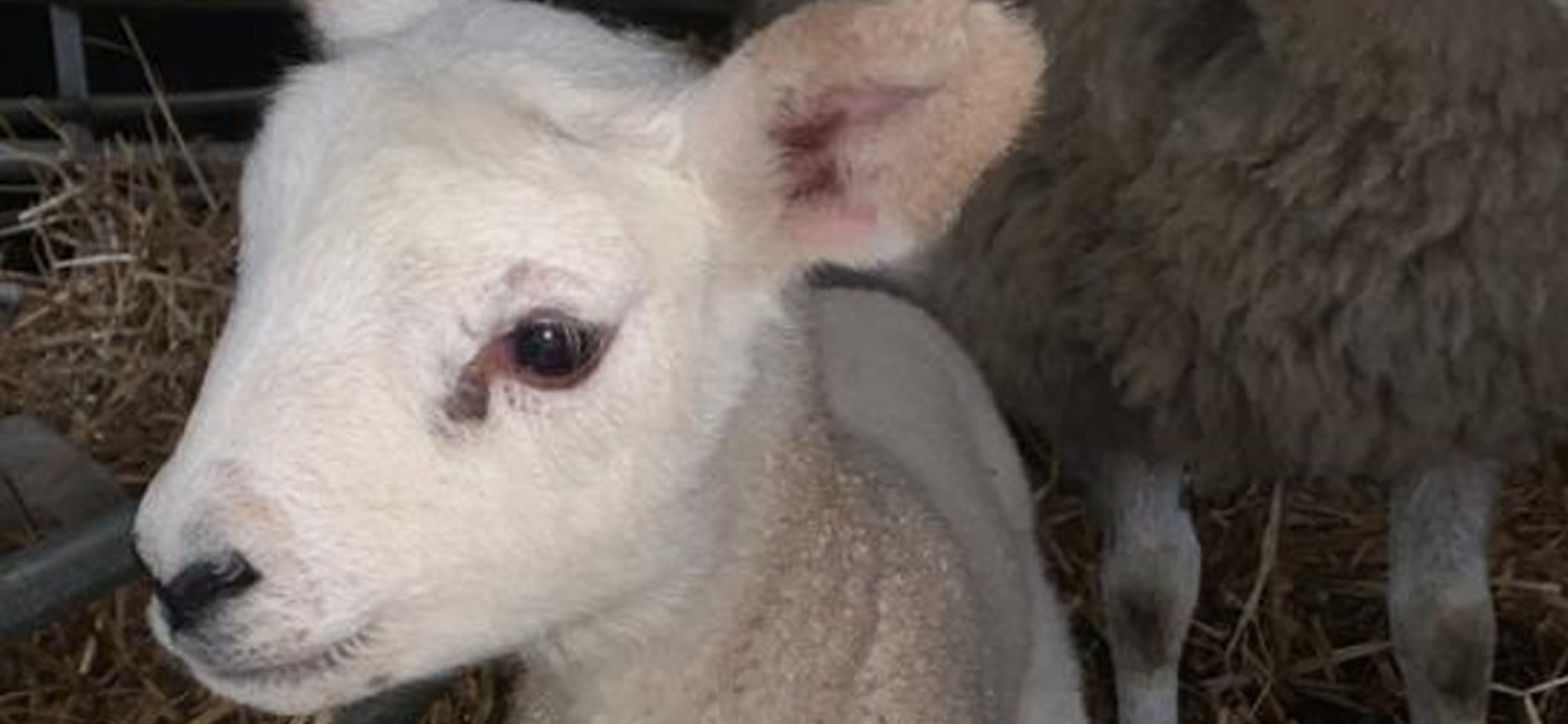 Lambs face