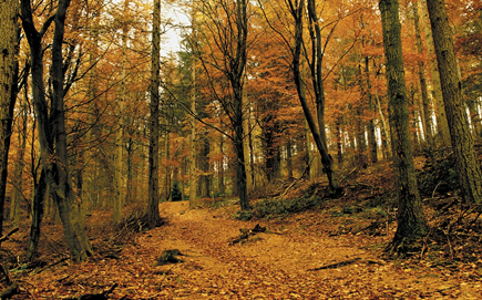 Hamsterley Forest