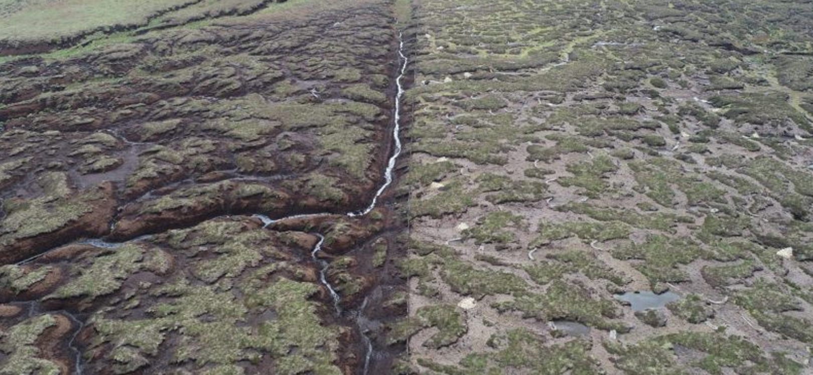 Peat land