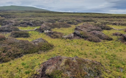  Major investment in UK peatlands from German environmental association